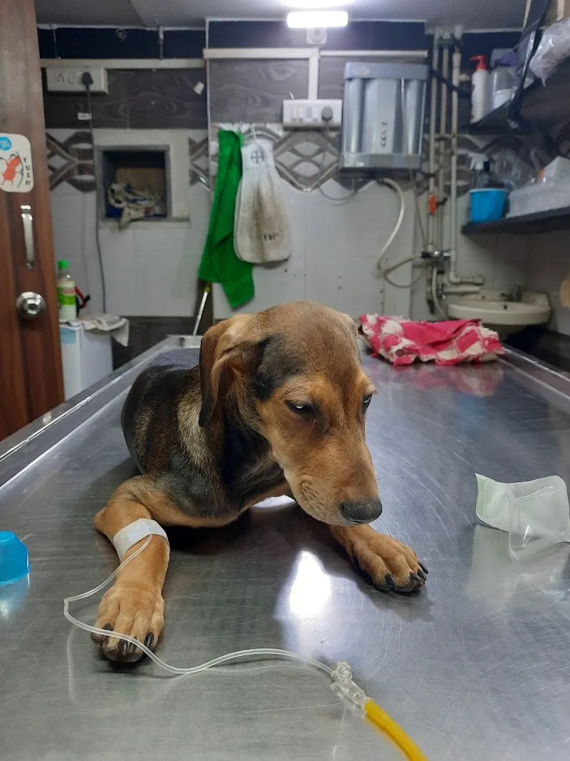Dr. Karthik’s Pet Animal Clinic photo