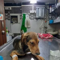 Dr. Karthik’s Pet Animal Clinic photo