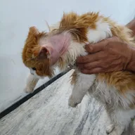 Dr. Khanna’s Dog & Cat Clinic photo