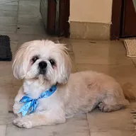 Dr Kharb’s Pet Clinic (Vasant Kunj) photo