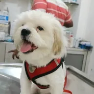 Dr Kokane’s Animal Clinic photo