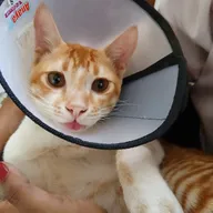 Dr. Madhuri’s Pet Clinic photo