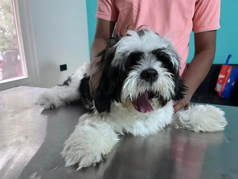 Dr Manoj Vet Care Pet Clinic photo