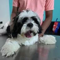 Dr Manoj Vet Care Pet Clinic photo
