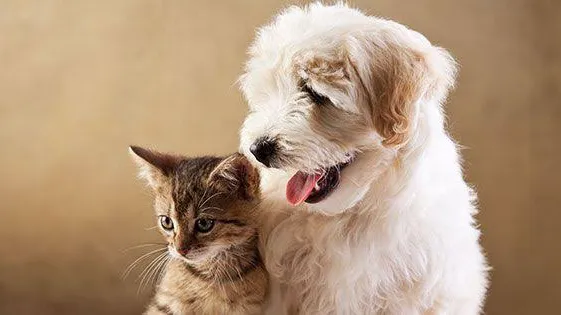 Dr. Nerlekar’s Vet For Pets Clinic for Dog’s & Cat’s photo