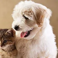 Dr. Nerlekar’s Vet For Pets Clinic for Dog’s & Cat’s photo