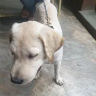Dr. Onkar Pawaskar’s Petclinic @ Ghodbunder Road photo