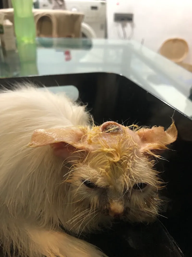 Dr.patil Pet care photo