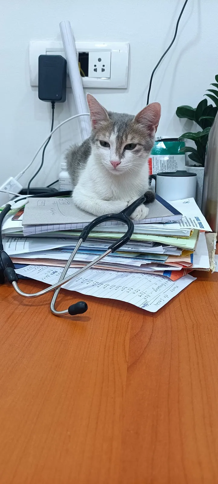 Dr. Paw Veterinary Clinic photo