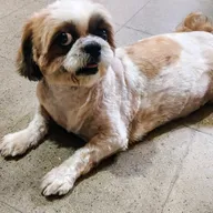 Dr. Paws Jayanagar | Veterinary Clinic photo