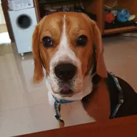 Dr Pethe’s Veterinary Clinic photo