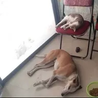 Dr Pooja Thakur’s Animal Clinic photo