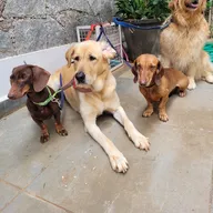 Dr Prasad’s Pet Clinic photo