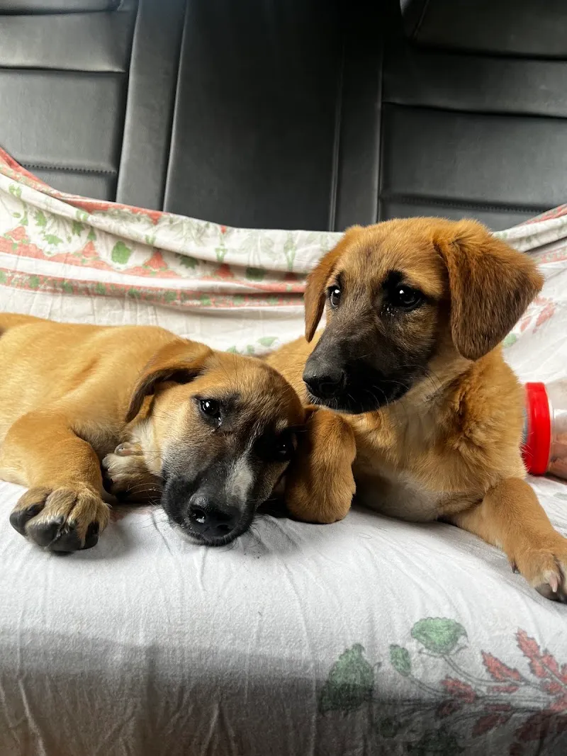 Dr. R.T. Sharma Pet Hospital & Boarding Shelter photo