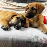 Dr. R.T. Sharma Pet Hospital & Boarding Shelter photo