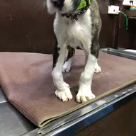 Dr Rahul’s Lifeline Pet Clinic photo