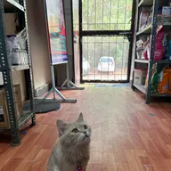 Dr. Ranveer Pet Hospital photo