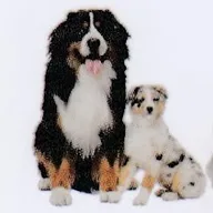 Dr. Reddy’s Pet’s Clinic photo