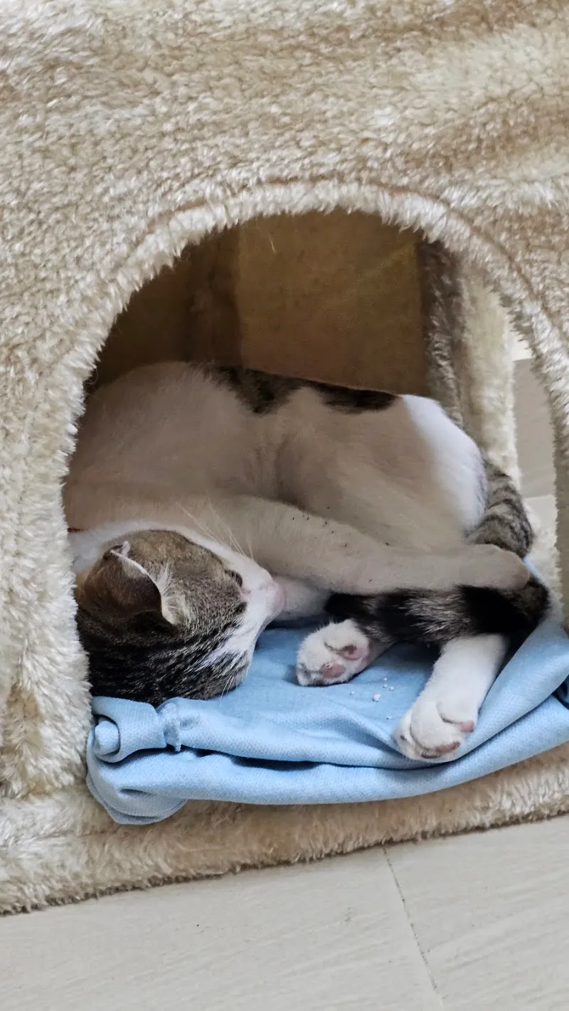 Dr Revathi’s Pet Clinic photo