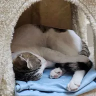 Dr Revathi’s Pet Clinic photo