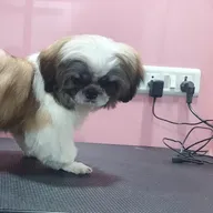 Dr.Salvi’s Pet Care Clinic photo