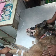 Dr. Sharma’s Pet Clinic photo