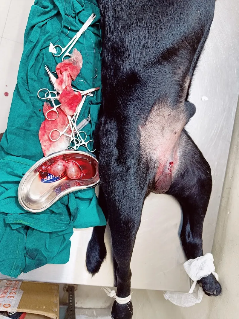 Dr. Tripathi Veterinary Clinic photo