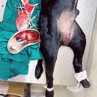 Dr. Tripathi Veterinary Clinic photo