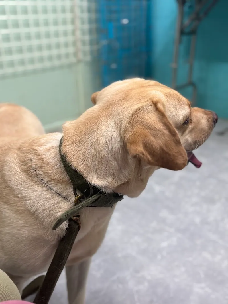 Dr Varsha’s Pet’s Healthcare & Nutrition photo