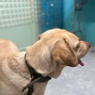 Dr Varsha’s Pet’s Healthcare & Nutrition photo