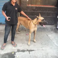 Dr. Vijay Pet Clinic photo