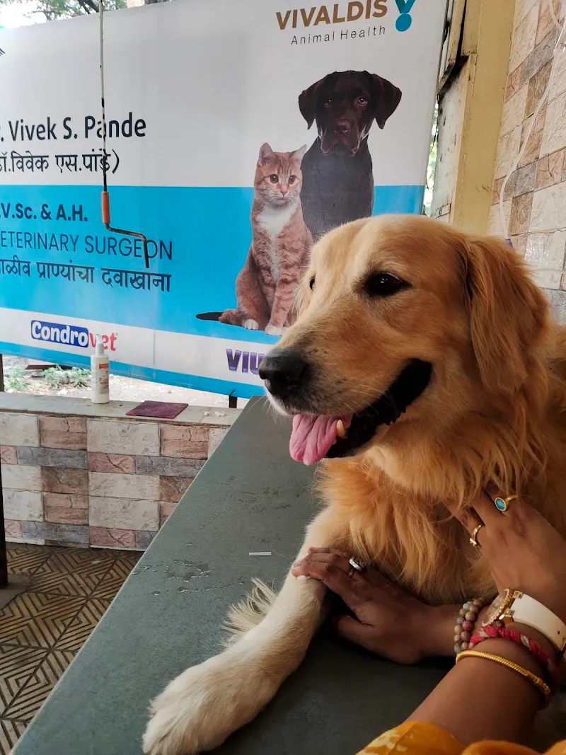 Dr. Vivek Pande’s Pet Clinic (Shastri Nagar) photo
