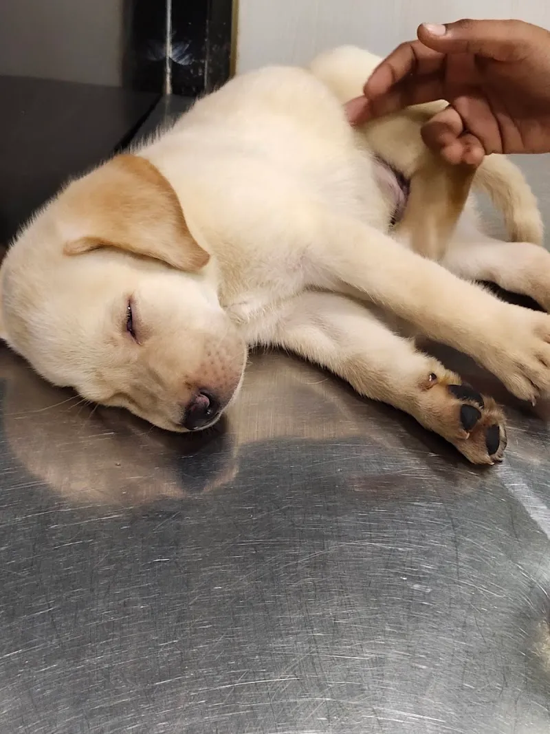 Dr. Vivek’s Pets Clinic photo
