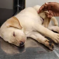 Dr. Vivek’s Pets Clinic photo