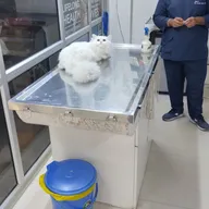 Dr Yadav’s Pet Clinic photo