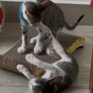 Dwarka Dog Clinic photo