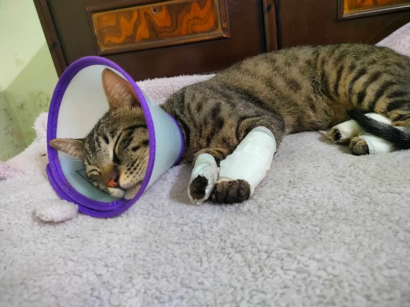 ELIF’S MULTI-SPECIALITY PET CLINIC photo