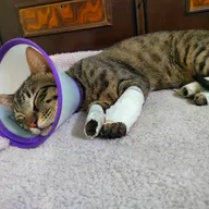 ELIF’S MULTI-SPECIALITY PET CLINIC photo