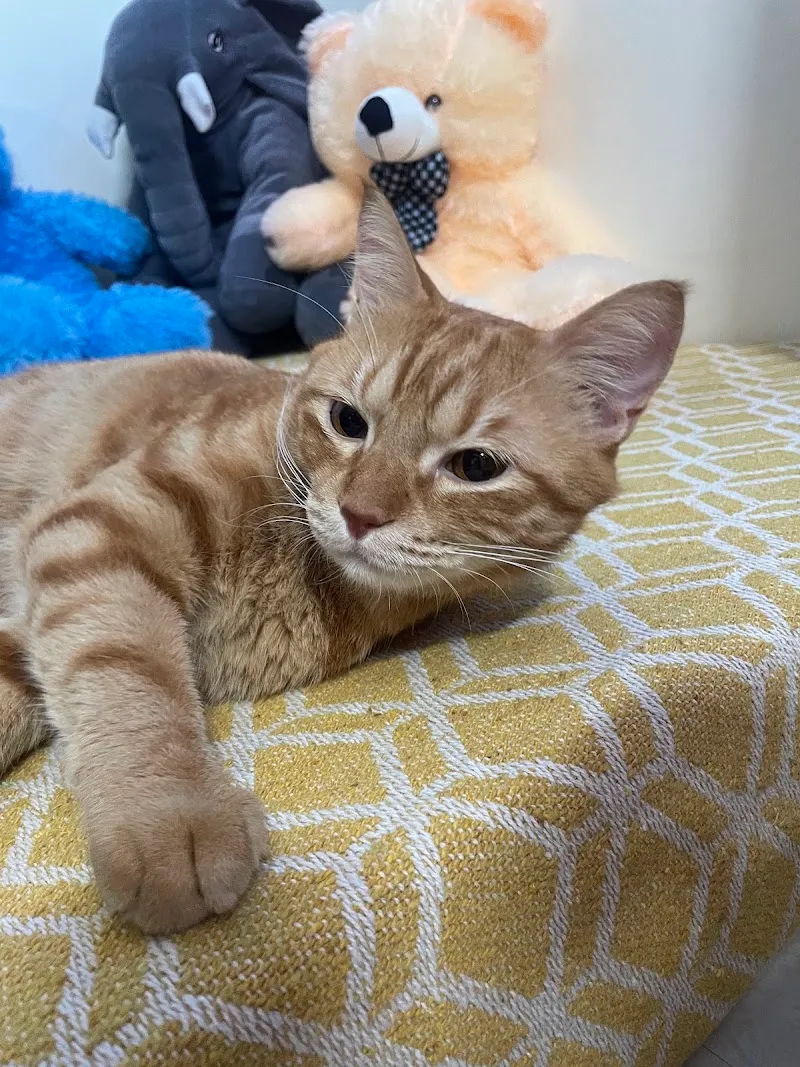 Elly Pet Paradise photo