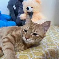 Elly Pet Paradise photo