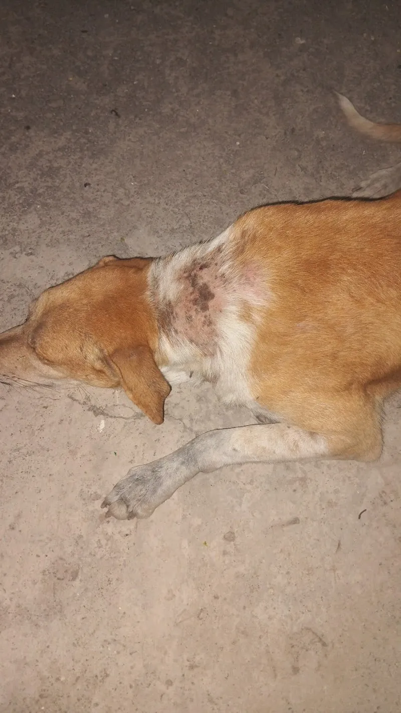 Facts animal treatment center photo