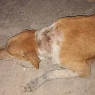 Facts animal treatment center photo