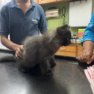Fifth Sense Animal Health Care photo