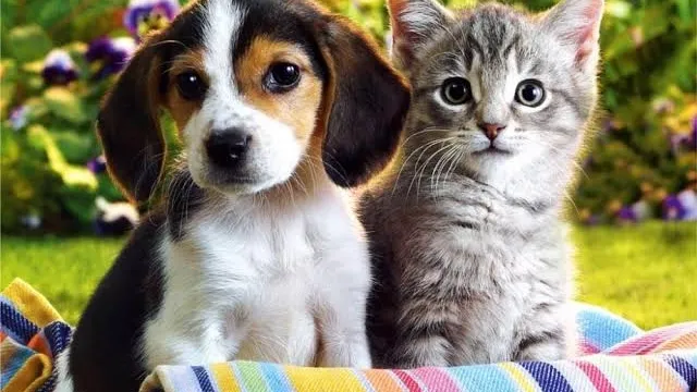 Fur’s Pet Clinic photo