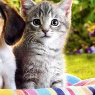 Fur’s Pet Clinic photo