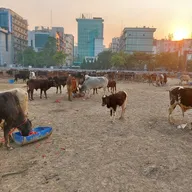 GauNandiSewa photo