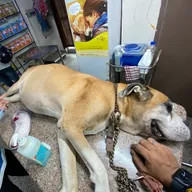 Gayatri Pet Clinic photo
