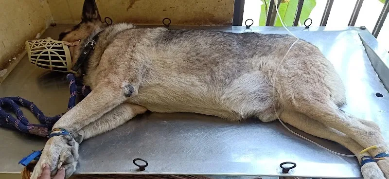 Government Veterinary Clinic, K.R. Pura photo