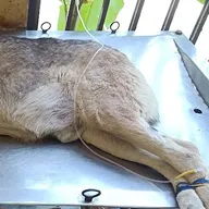 Government Veterinary Clinic, K.R. Pura photo