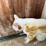 Government Veterinary Clinic photo